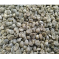 Grano de café verde orgánico de alta calidad